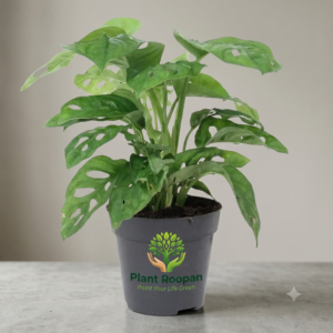 Philodendron Broken Heart, Monstera adansonii Plant in 4 inch (10 cm) Pot