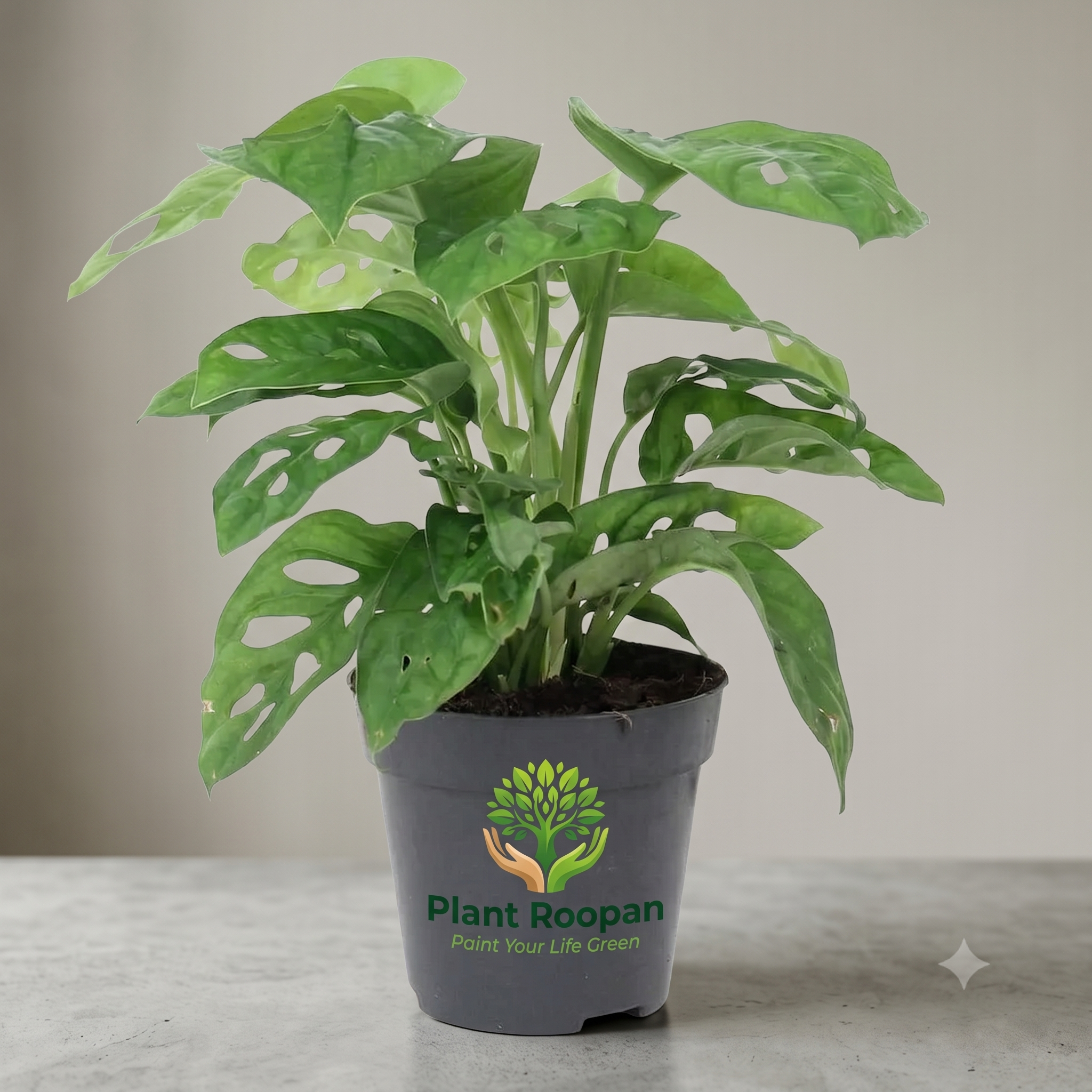 Philodendron Broken Heart, Monstera adansonii Plant in 4 inch (10 cm) Pot