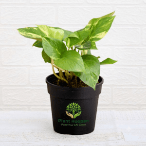 Money Plant Variegated,Scindapsus (Green) Plant in 4 inch Pot