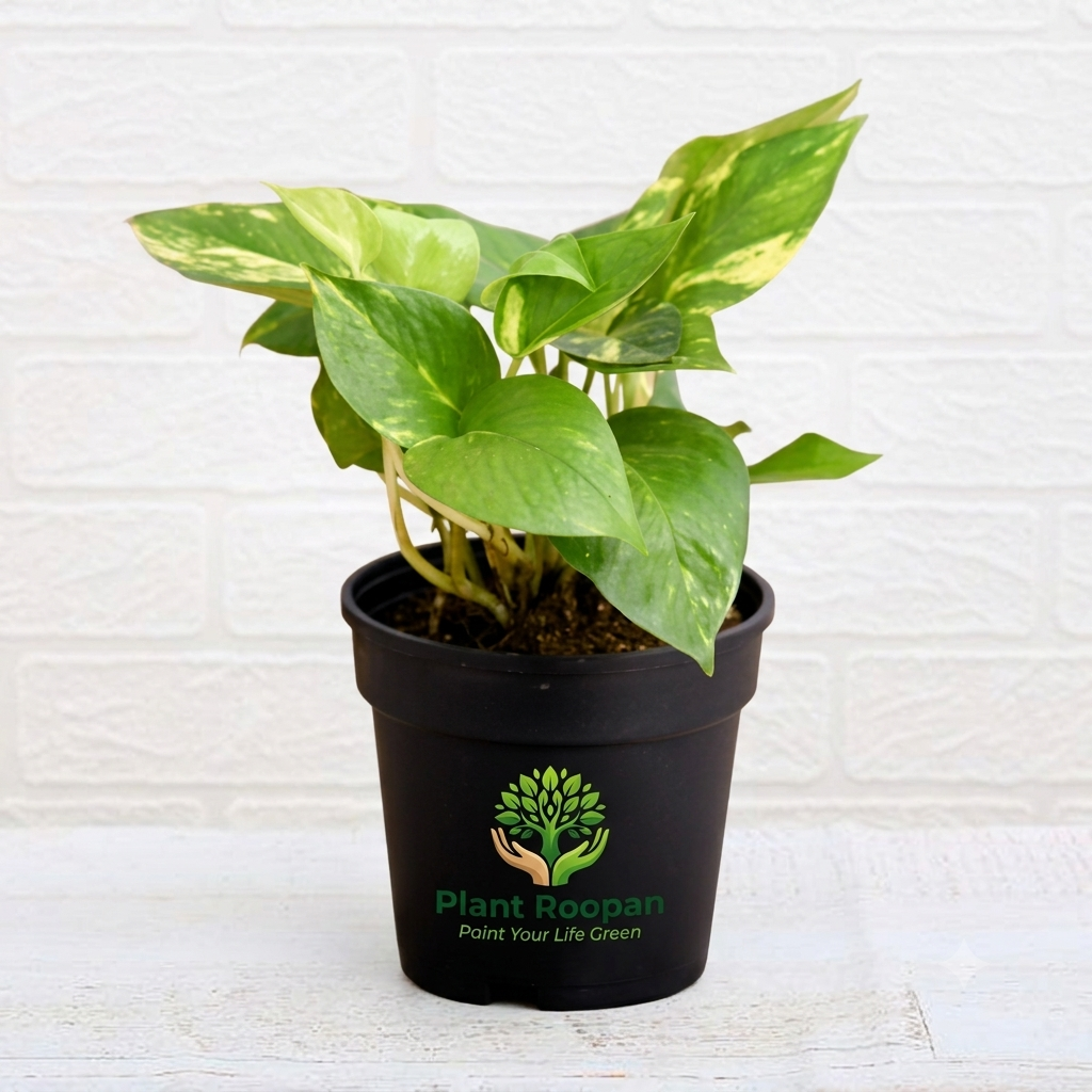 Money Plant Variegated,Scindapsus (Green) Plant in 4 inch Pot