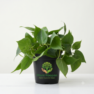 Philodendron Scandens Oxycardium, Heart-Leaf Philodendron - Plant