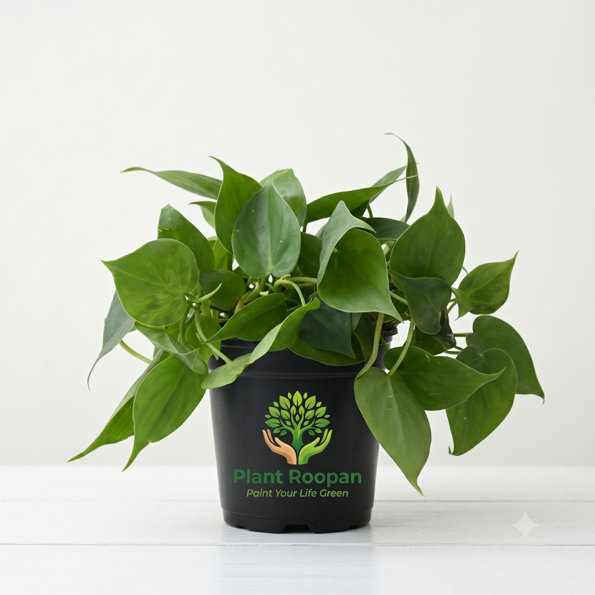 Philodendron Scandens Oxycardium, Heart-Leaf Philodendron - Plant