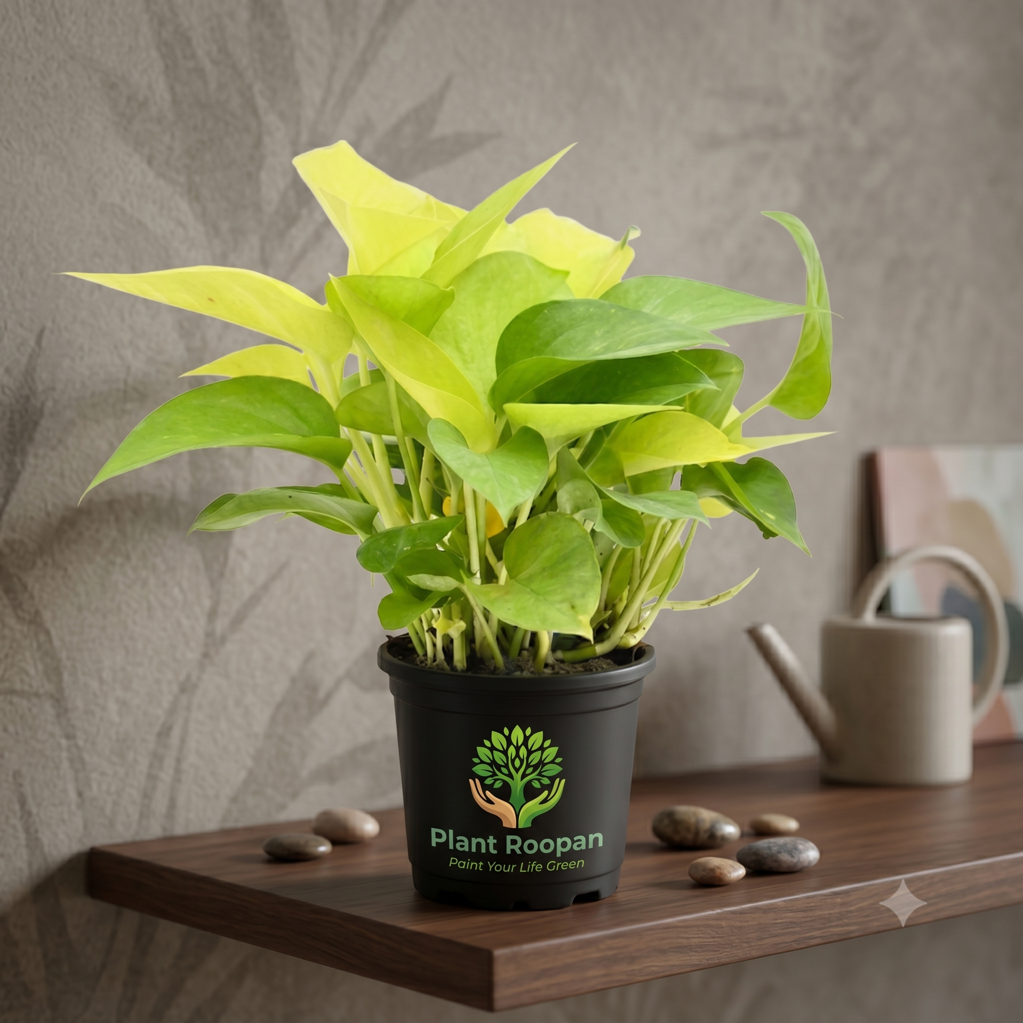 Money Plant Golden with pot