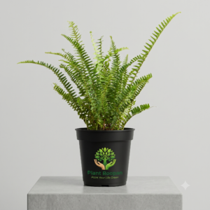 Boston Fern, Nephrolepis exaltata (Green) Fern Plant in 5 inch Pot