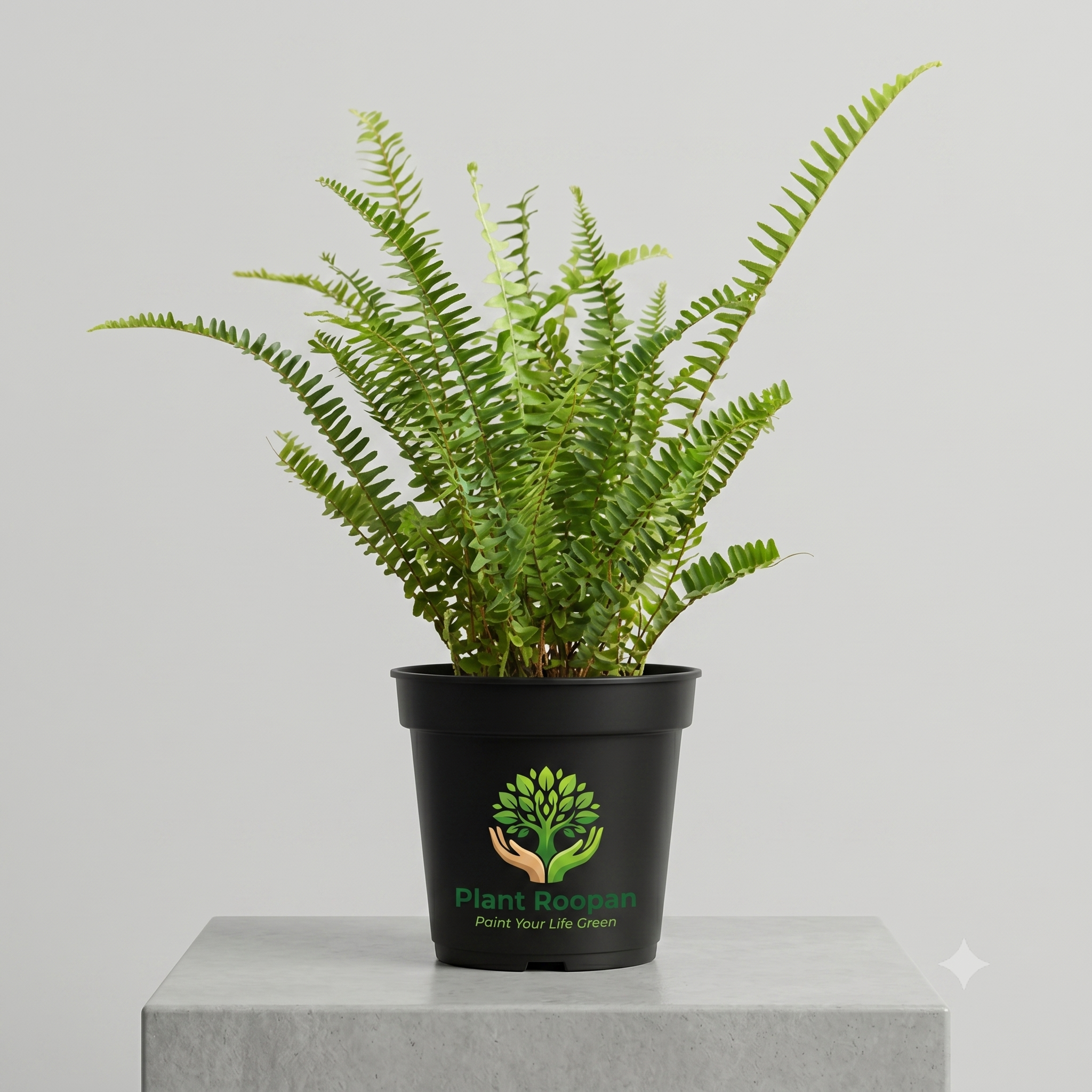 Boston Fern, Nephrolepis exaltata (Green) Fern Plant in 5 inch Pot