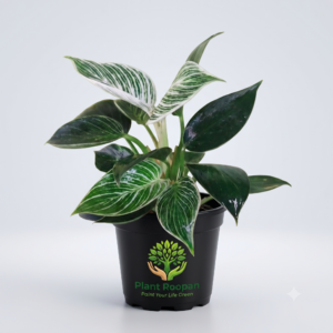 Philodendron Birkin in 4 inch Pot
