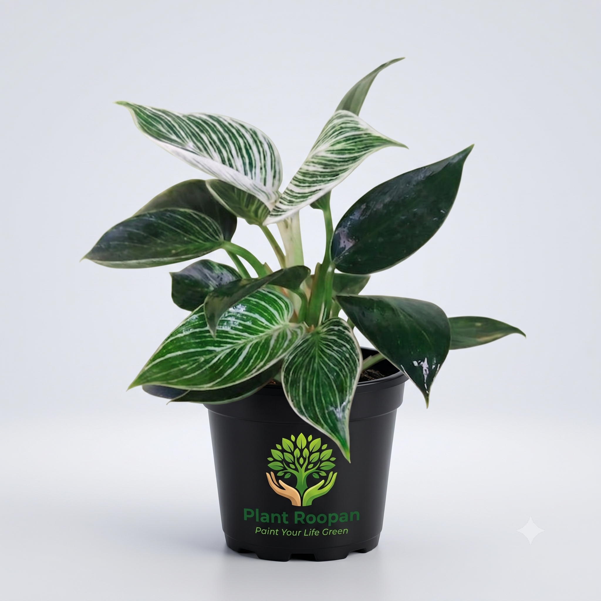 Philodendron Birkin in 4 inch Pot