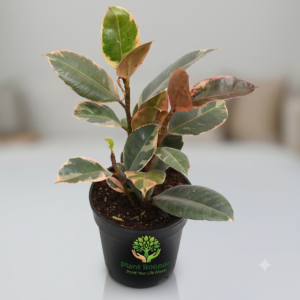 Rubber Plant, Ficus elastica (Ruby, Pink) Plant