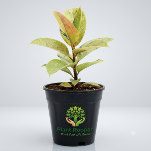 Rubber Plant, Ficus elastica (Shivereana) - Plant
