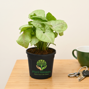 Syngonium (Pink veins) Plant in 4 inch Black Pot