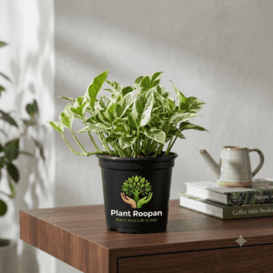 Money Plant marble prince, Scindapsus n joy Plant in 4 inch Pot