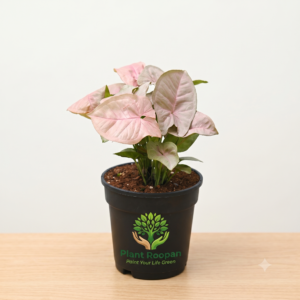 Syngonium (Pink) Plant in 4 inch Pot