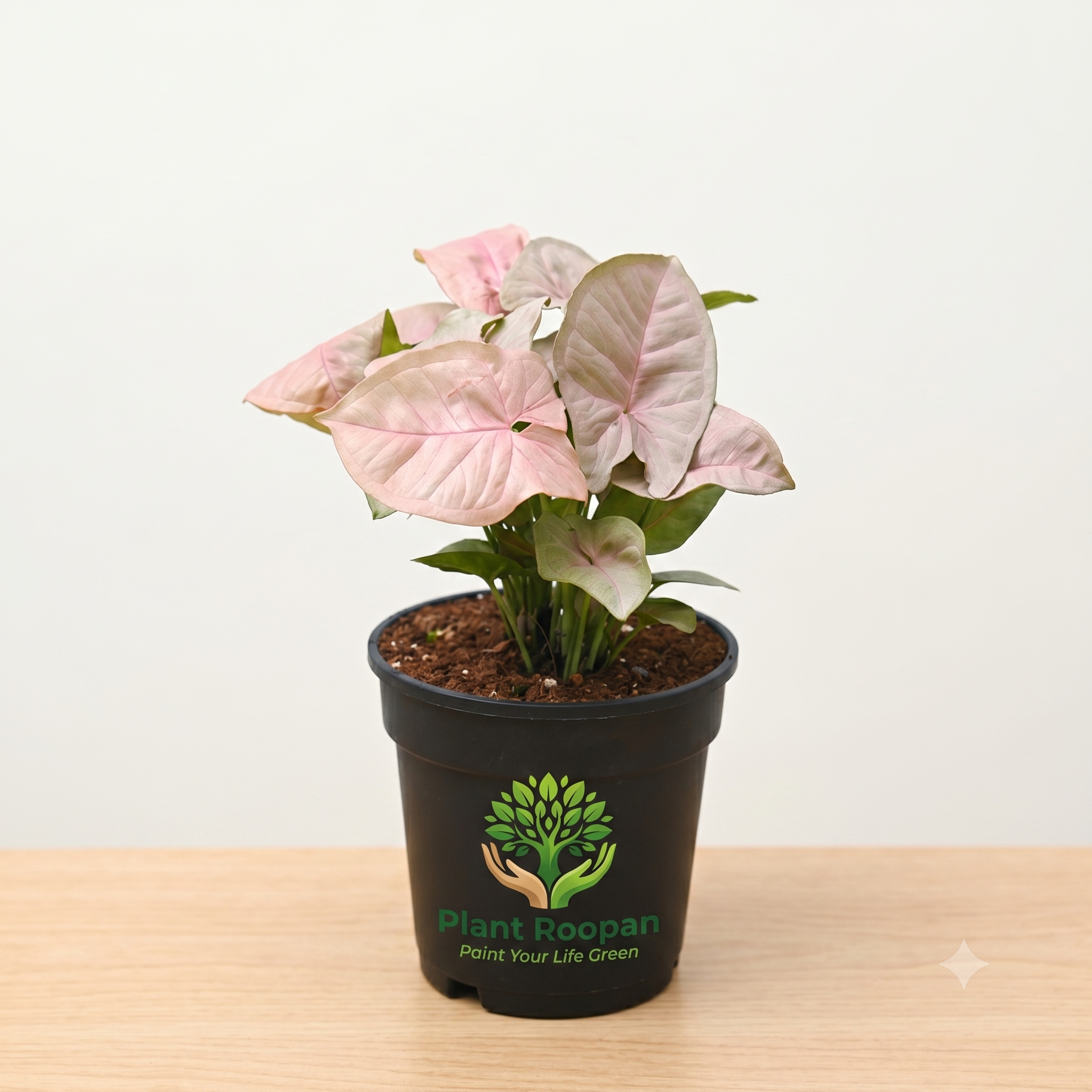 Syngonium (Pink) Plant in 4 inch Pot