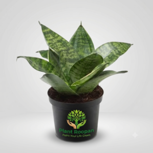 Sansevieria trifasciata, Snake Plant in 4 inch Pot
