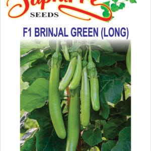 Premium Brinjal F1 Hybrid Green Long Seeds