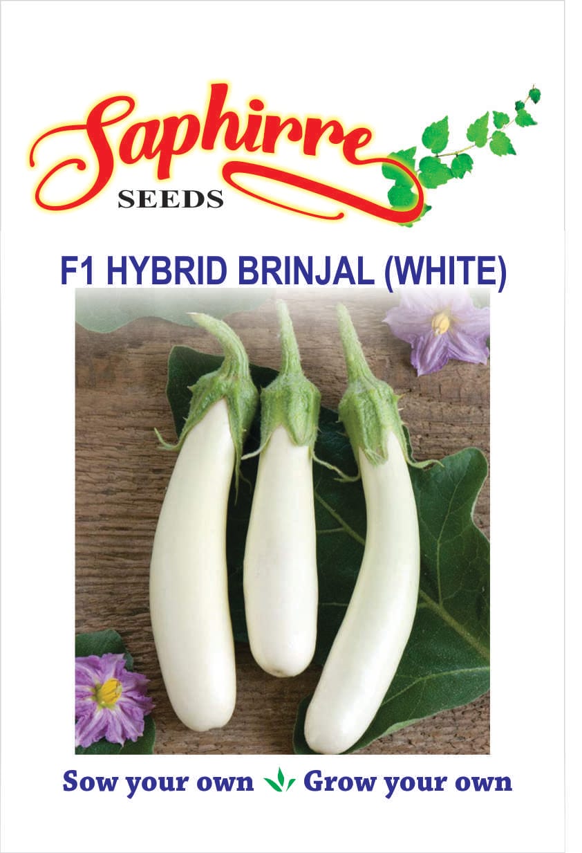 brinjal-white-long