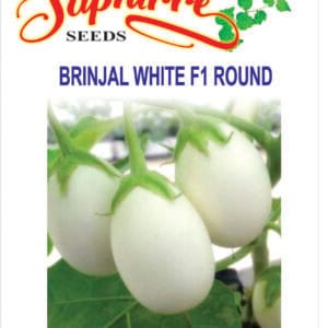 Premium Brinjal White F1 Seeds (Round)