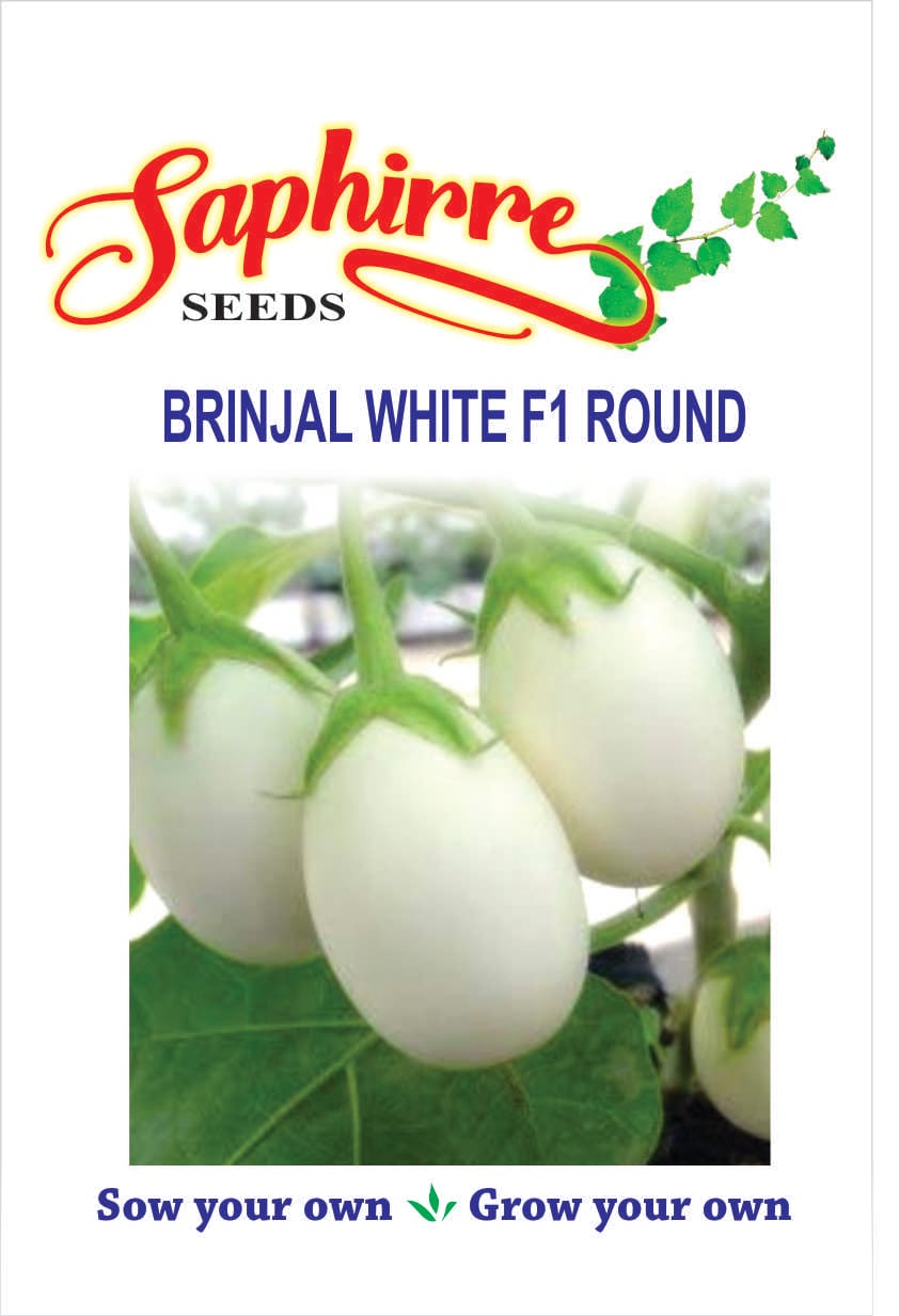 brinjal-white-round