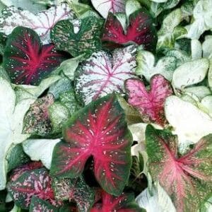 Caladium Bulbs ( Mixed Colour )