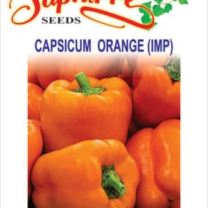 Premium Capsicum Orange Imported Seeds