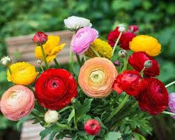 Ranunculus Bulbs Mixed Color