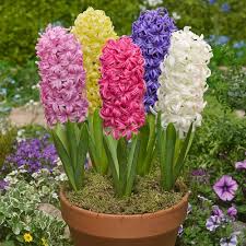 Hyacinth Bulbs (Highly Fragrant) Mixed Color