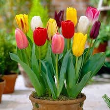 Tulip Bulbs Mixed Color