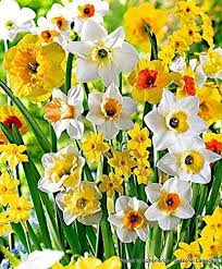 Daffodil Bulbs Mixed Color