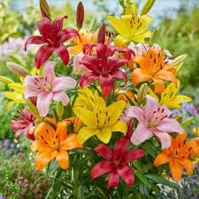 Asiatic Lily Bulbs Mixed Color