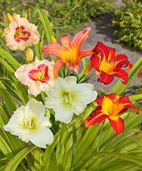 Daylily (Hemerocallis) Mixed Color
