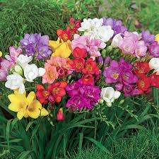 Freesia Bulbs Mixed Color
