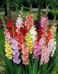 Gladiolus Bulbs Mixed Color