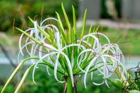 Giant Crinum Lily (Crinum Asiaticum) Bulbs
