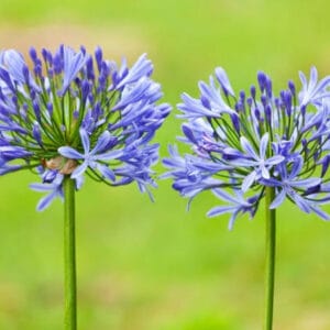 Agapanthus (Lily of the Nile) Bulbs