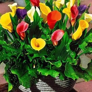 Mixed Calla Lily Bulbs (Pink, White, & Red)