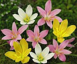 Zephyranthes Lily, Rain Lily (Mix color)
