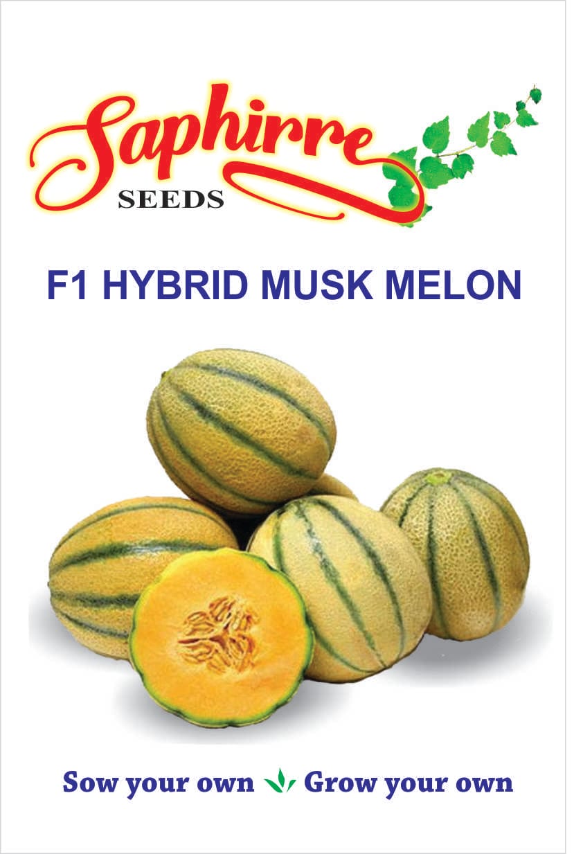 musk-melon