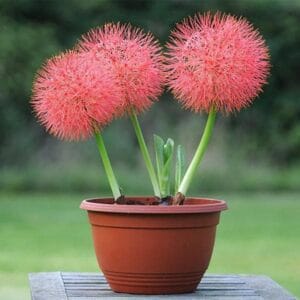 African Blood Lily (Football Lily) Bulbs