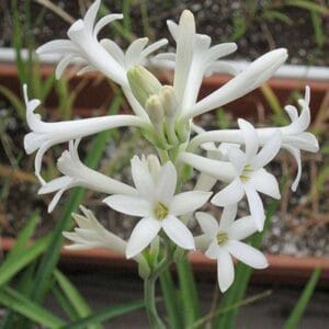 Rajnigandha (Tuberose) Flower Bulbs