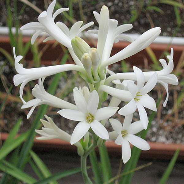 nurserylive-plants-rajnigandha-tuberose-plant-16969240019084_600x600