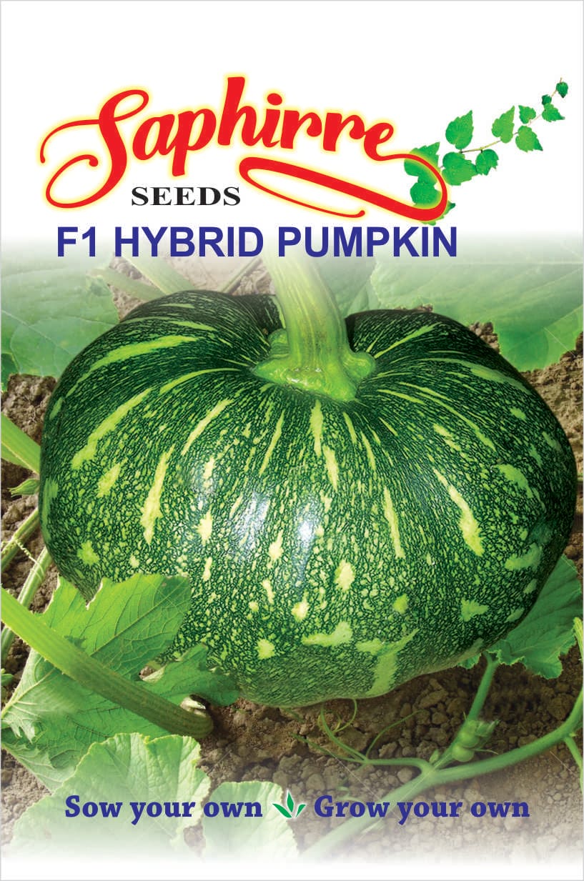 pumpkin