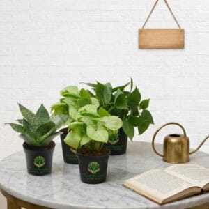 Desk Detox Quartet: The Air-Purifying Collection