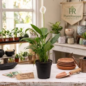 Peace Lily (Spathiphyllum) – 4-Inch Elegance for Air Purification