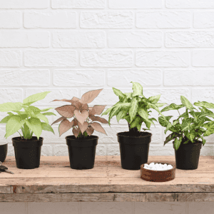 Arrowhead Elegance: The Syngonium Collection (Pack of 4)