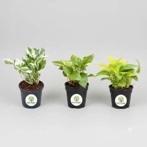 Prosperity Trio: The Scindapsus (Money Plant) Collection (Pack of 3)