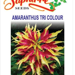 Premium Amaranthus Tricolour Mixed Color