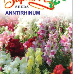 Premium Antirrhinum (Dwarf Snapdragon) Mixed Color