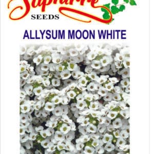 Premium Alyssum Moon White Seeds