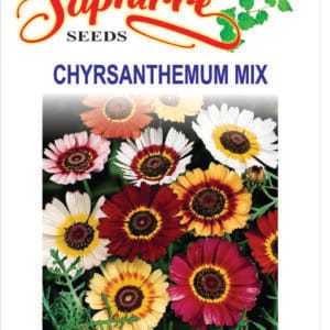 Premium Chrysanthemum Carinatum Mixed Color