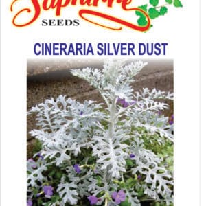 Premium Silver Dust (Cineraria maritima)